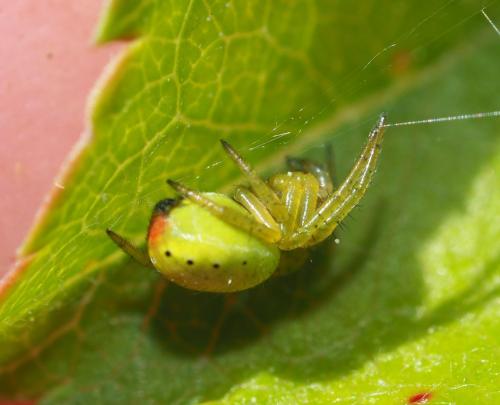 Araniella sp.